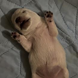 West Highland White Terrier Puppies from Westend Westies