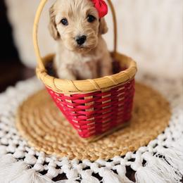 Evangeline - Buff female Cockapoo puppy in Alexandria, Alabama from Bright and Beautiful Cockapoos and Doodles