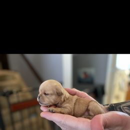 Brussels Griffon Puppies from Shelly's Brussels Griffons