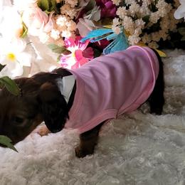 Dachshund Puppies from CLARK'S BREEDING PROGRAM