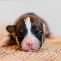 Blackjack - Red male Pembroke Welsh Corgi puppy in Mona, Utah from Sorensen Corgis