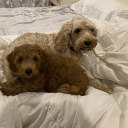 Cockapoo Puppies from Chesapeake Cockapoos