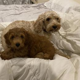 Cockapoo Puppies from Chesapeake Cockapoos