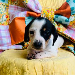 Lily - Black and tan female Dachshund puppy in Stilwell, Oklahoma from MB’s Dachshunds