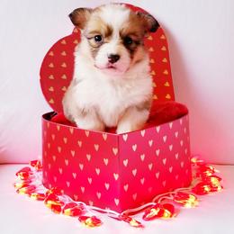 American Corgi and Pembroke Welsh Corgi Puppies from Whimsical Treasure Corgis