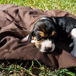 Orange girl - Tri-colored female Treeing Walker Coonhound puppy in Lovelady, Texas from 3 Color Kennel
