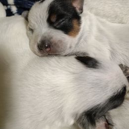 Australian Cattle Dog Puppies from Kurczak Farm LLC