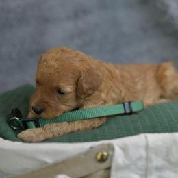 Anne - Red  female Poodle puppy in Bauxite, Arkansas from Mountain Ridge Poodles