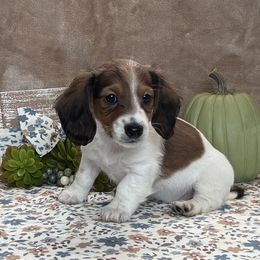Reba - Piebald female Dachshund puppy in Purvis, Mississippi from Sweet T’s Southern Doxies