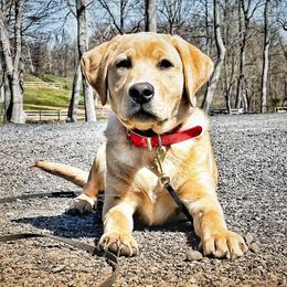 Labrador Retriever Puppies from Krys Ruth
