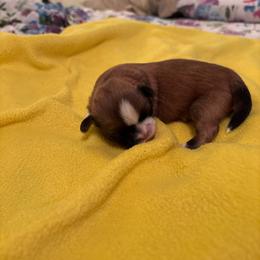 Unity - Gold and white female Shih Tzu puppy in Buffalo, New York from Irish Eyes ShihTzu