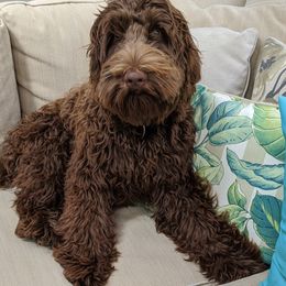 Charlie - Australian Labradoodle