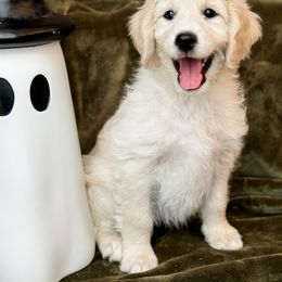 Goldendoodle Puppies from Gentry Doodles