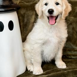 Goldendoodle Puppies from Gentry Doodles