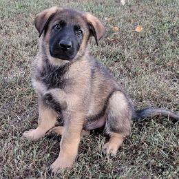 German Shepherds from Windigen Hafen German Shepherds