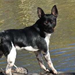 Doc - Rat Terrier