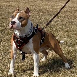 Nash - American Staffordshire Terrier