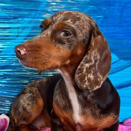 Khloe - Dachshund