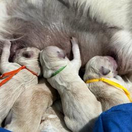 Independence (yellow collar) - Light golden male Golden Retriever puppy in Gainesville, Florida from Heart and Soul Dog Breeding, Inc.