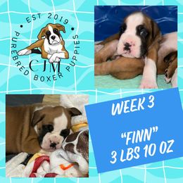 Finn - Fawn Boxer puppy in Jupiter, Florida from CJM Boston and Boxer Puppies