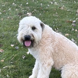 Spud - Soft Coated Wheaten Terrier