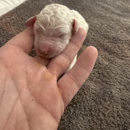 Jake - Cream male Poodle puppy in Montgomery, Texas from Parsons Standard Poodles