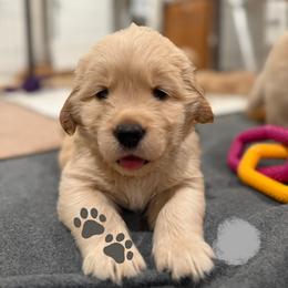 Golden Retriever Puppies from Golden Grace Kennel