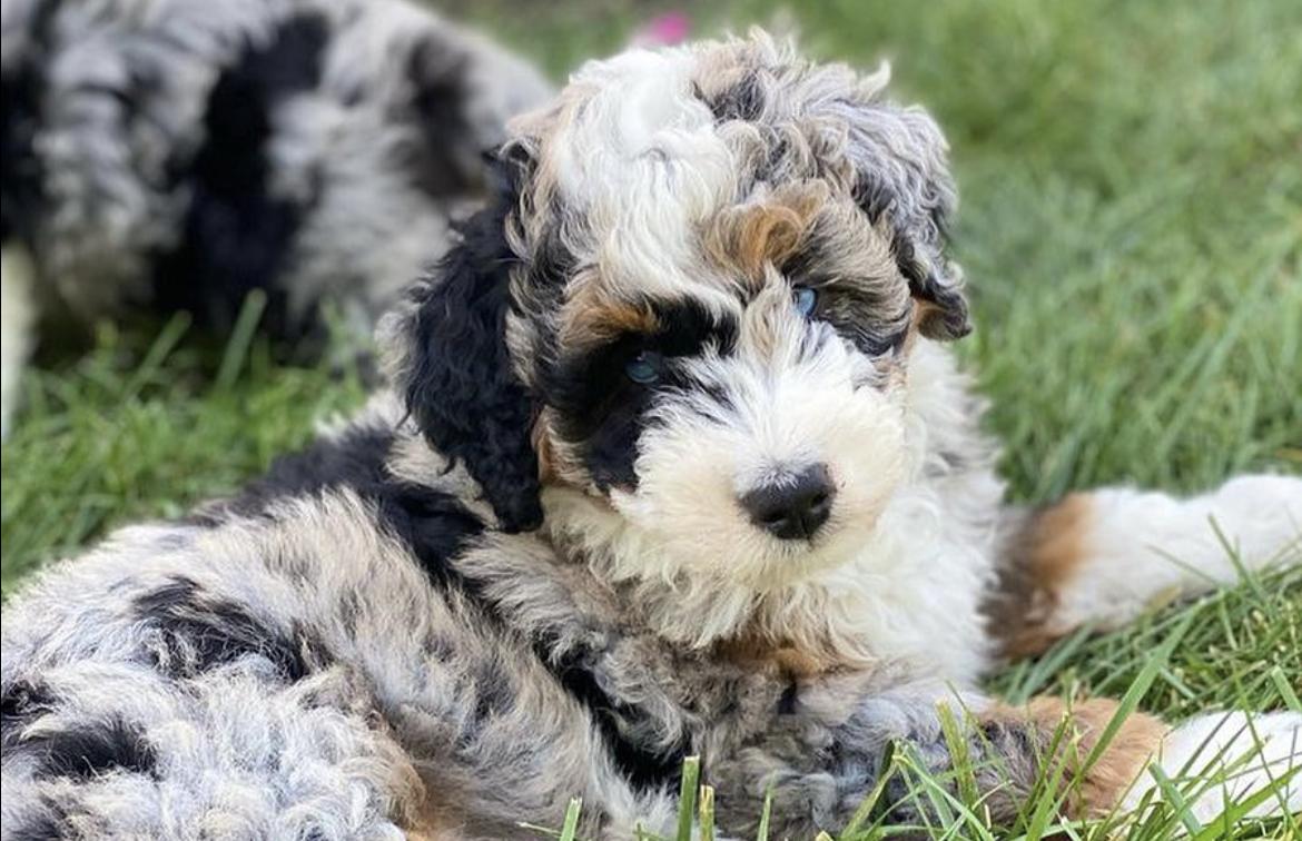 Teddy Bear Bernedoodles in Utah Bernedoodle puppies Good Dog