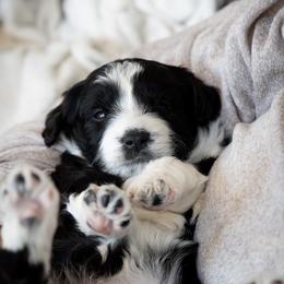Laurel - Black and white female Aussiedoodle puppy in Jackson, Tennessee from Dinah Doodles and Aussies