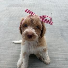 Red parti girl - Parti female Double Doodle puppy in Yoakum, Texas from The Scott’s Dood Ranch