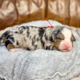 Jeter - Blue merle male Bernedoodle puppy in Rose Hill, North Carolina from Red Door Canines