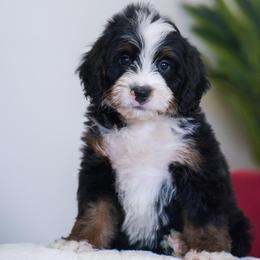 Bamm Bamm - Tri-color male Bernedoodle puppy in Dundee, Ohio from Down Home Doodle