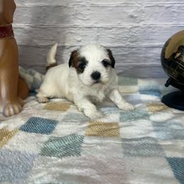 Prince - Brown and white male Shichon puppy in Moulton, Iowa from Shondel Puppy Paws