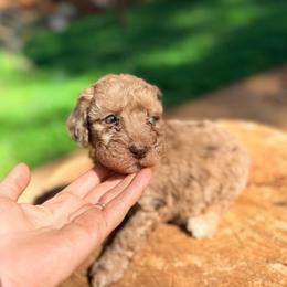 Bubbles - Merle male Goldendoodle puppy in Pollock Pines, California from Penny Lane’s Doodles