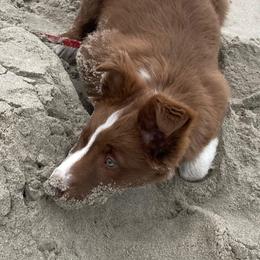Border Collie Puppies from SoCal Border Collies