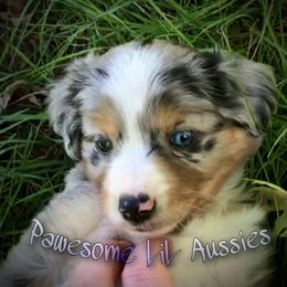 Miniature Australian Shepherd and Toy Australian Shepherd Puppies from Pawesome Lil Aussies