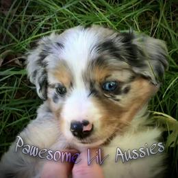 Miniature Australian Shepherd and Toy Australian Shepherd Puppies from Pawesome Lil Aussies
