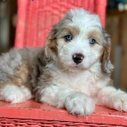 Coffee - Blue merle male Aussiedoodle puppy in Lancaster, Minnesota from Finney Ranch