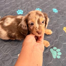Bruno - Dapple male Dachshund puppy in Magnolia, Texas from Carrie’s Countryside Dachshunds