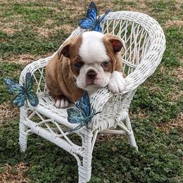 Casanova - Red male Boston Terrier puppy in Perry, Oklahoma from Sitsler Bostons