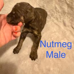 Nutmeg - Brown male Poodle puppy in Piqua, Kansas from Legacy Farms Standard Poodles