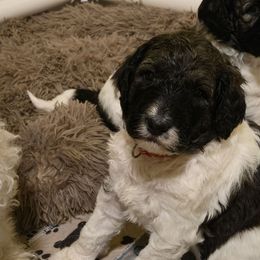 Lisa - Parti Poodle puppy in Nottingham, Maryland from A & A Pinedale Standard Poodles