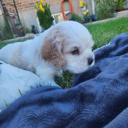 George - Buff and white male Cocker Spaniel puppy in Syracuse, Utah from AKC Comfort Cocker Spaniels Emotional Support Dogs