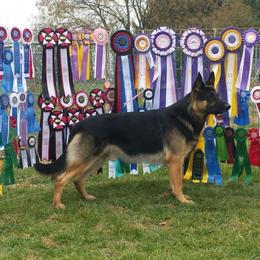 German Shepherds from EZ Brook German Shepherds