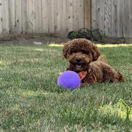 Goldendoodle and Poodle All Grown Up from Doodles & Poodles by Tiki