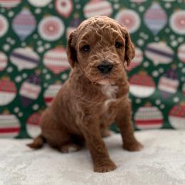 Brandy - Apricot female Goldendoodle puppy in Fayetteville, Arkansas from Mountain Grove Doodles