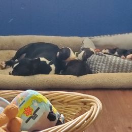 Boston Terrier Puppies from The Christian Bostons