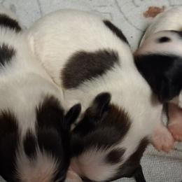 Papillon Puppies from Danny Christopher