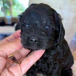 Male 1 - Black male Cavapoo puppy in Yuciapa, California from AlltheDoodlez_