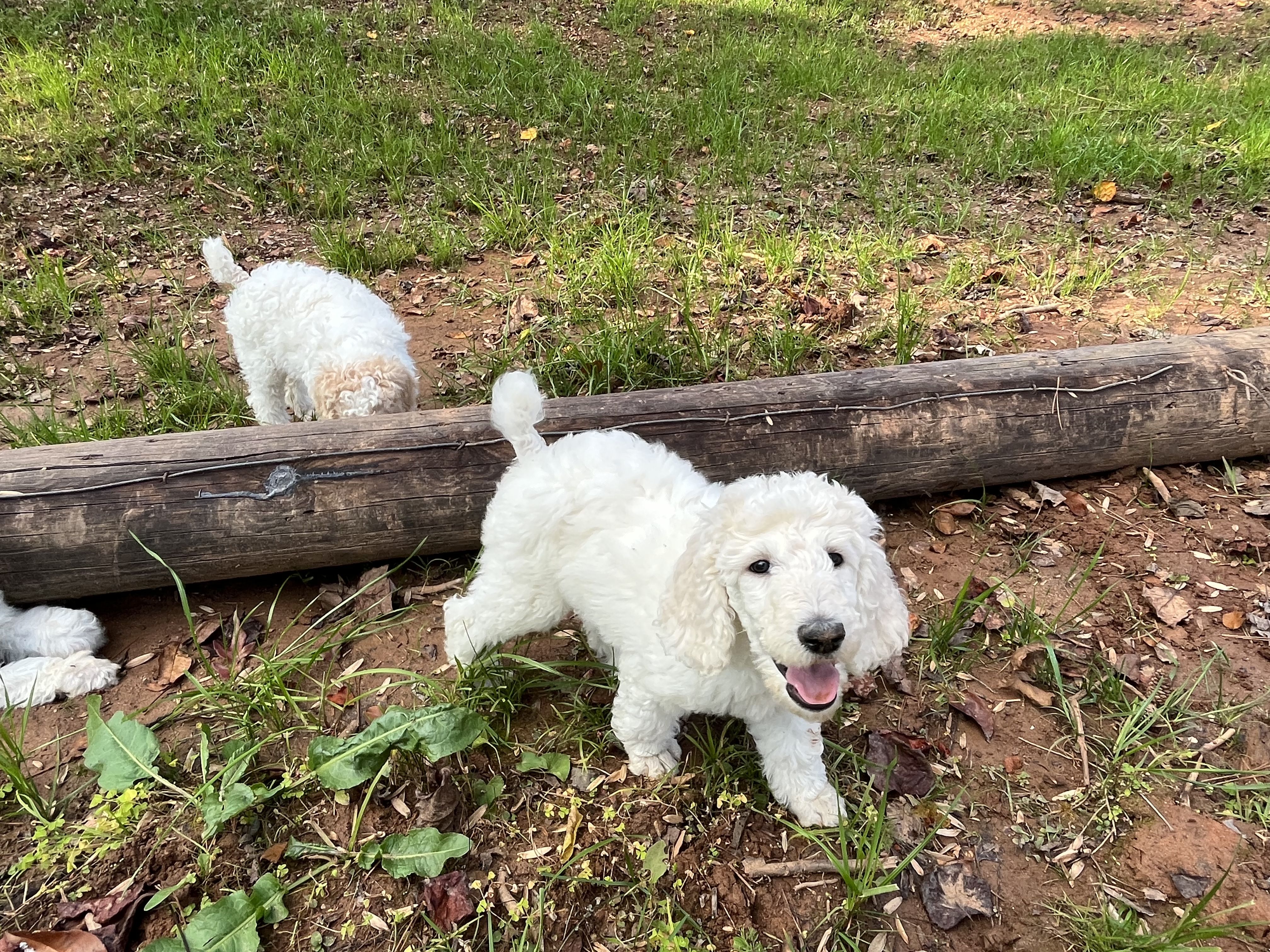 Harmony clearance mountain poodles